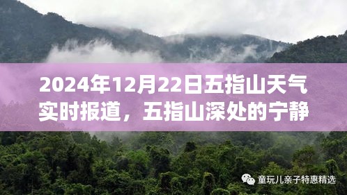 2024年冬至五指山探險之旅，深山寧靜與天氣實時報道的心靈之旅