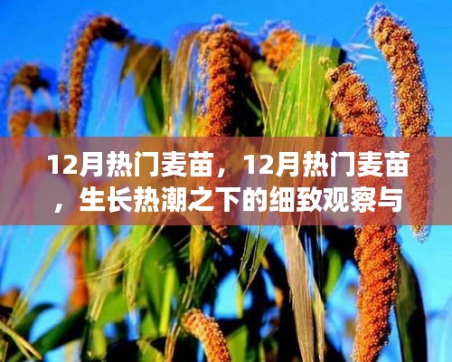 12月麥苗生長熱潮，細致觀察與理性思考