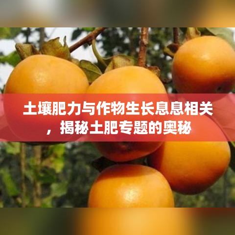 土壤肥力與作物生長息息相關(guān)，揭秘土肥專題的奧秘