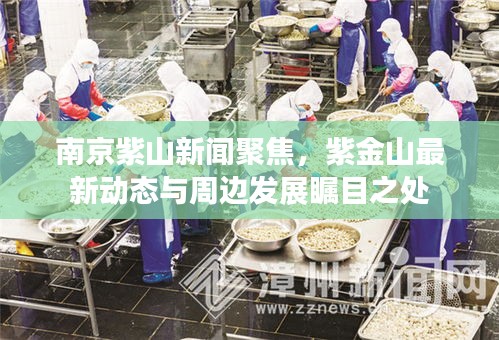 南京紫山新聞聚焦，紫金山最新動態(tài)與周邊發(fā)展矚目之處