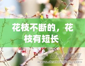 花枝不斷的，花枝有短長 