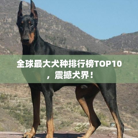 全球最大犬種排行榜TOP10，震撼犬界！