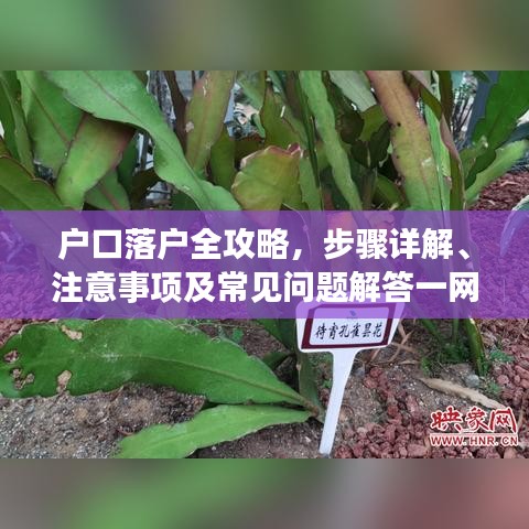 戶口落戶全攻略，步驟詳解、注意事項及常見問題解答一網打盡！