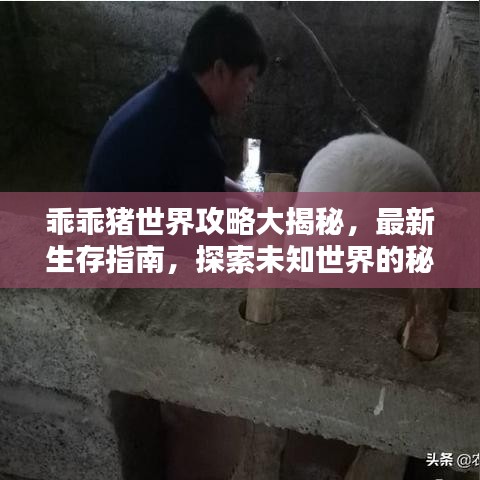 乖乖豬世界攻略大揭秘，最新生存指南，探索未知世界的秘訣