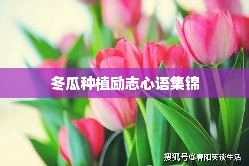 冬瓜種植勵(lì)志心語(yǔ)集錦