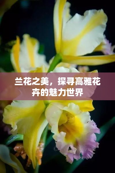 蘭花之美，探尋高雅花卉的魅力世界