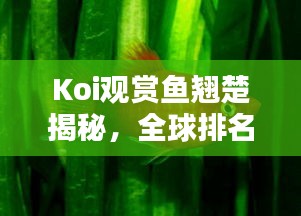 Koi觀賞魚翹楚揭秘，全球排名及探尋頂級魚界魅力