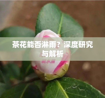 茶花能否淋雨？深度研究與解析