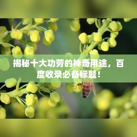 揭秘十大功勞的神奇用途，百度收錄必備標(biāo)題！