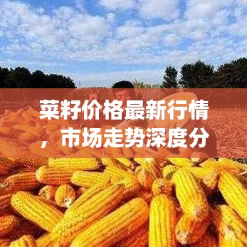 菜籽價格最新行情，市場走勢深度分析與預測報告